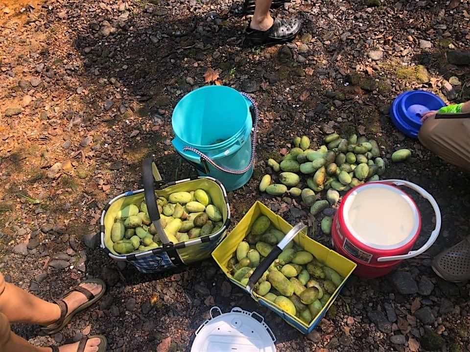 Fall 2025 Paw Paw Forage (Week 3 Sunday), 21 September | Event in Oxford | AllEvents