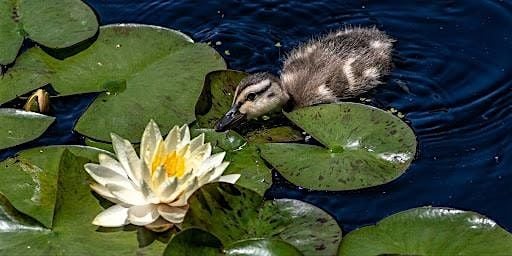 Lily & Lotus Wonder Wander w/ Kindred Nature 9/4 at 6pm, 4 September | Event in Washington | AllEvents