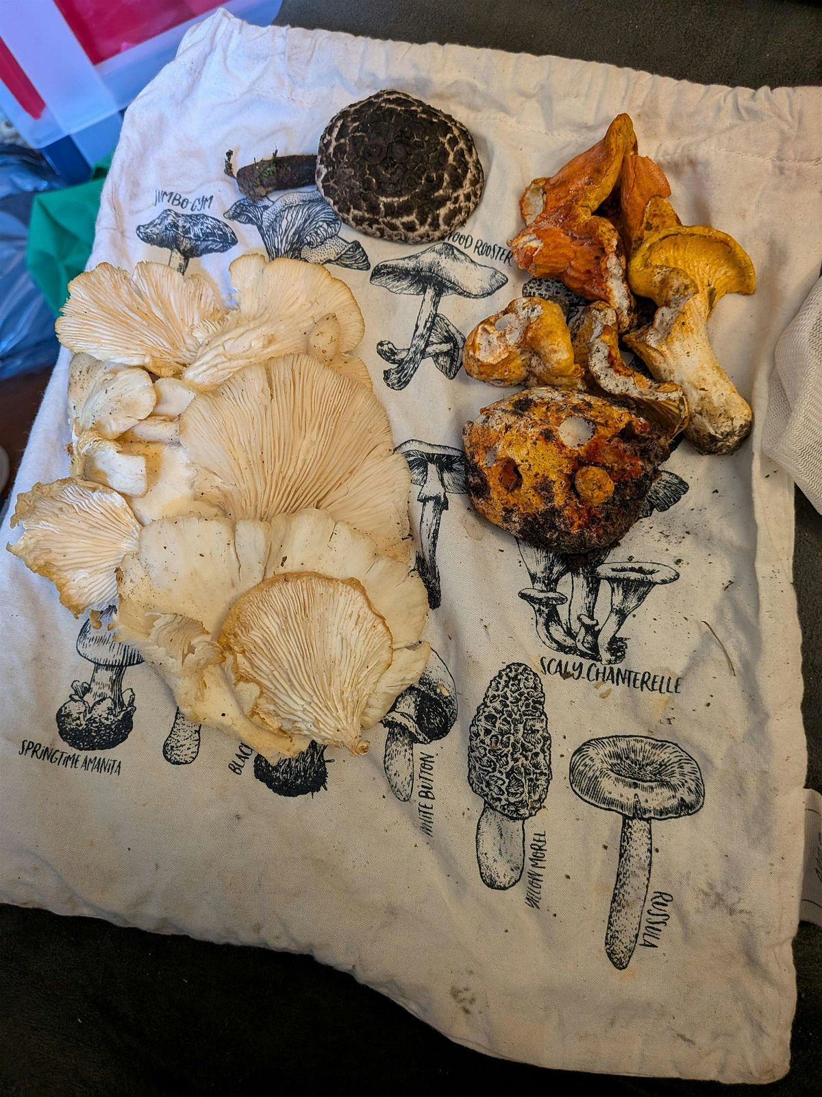 Foraging For Fungi & Friends- August Edition, 3 August | Event in Ottawa | AllEvents