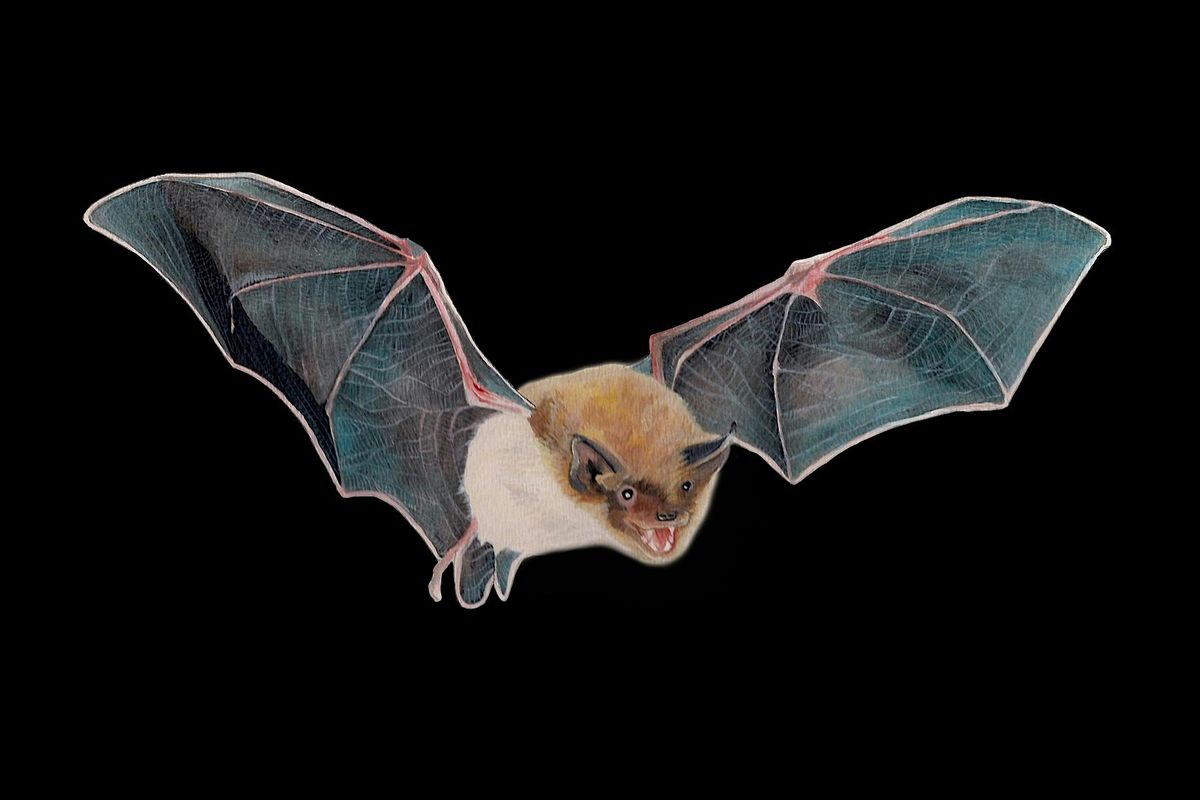 Summer Bat Walks 2025 | Event in Irvine | AllEvents