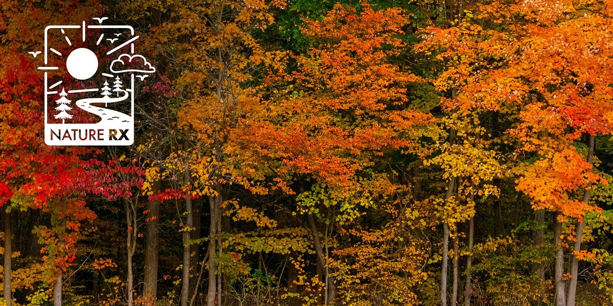 Nature Rx | Forest Bathing, 12 October | Event in Peninsula | AllEvents