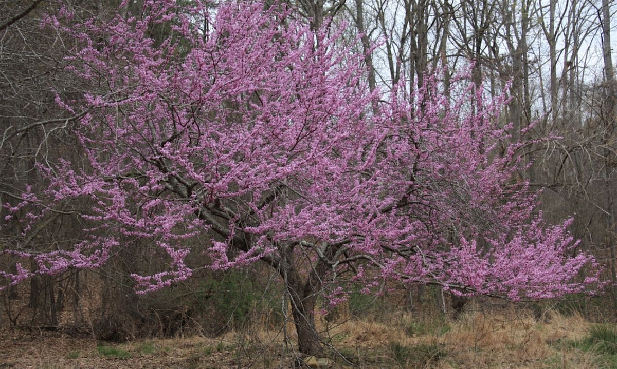 Successful Gardener - Trees: Selection, Planting, and Maintenance, 4 September | Event in Monroe | AllEvents
