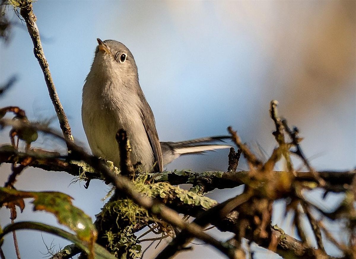 Sunday Bird Hike, 3 August | Event in Tarpon Springs | AllEvents