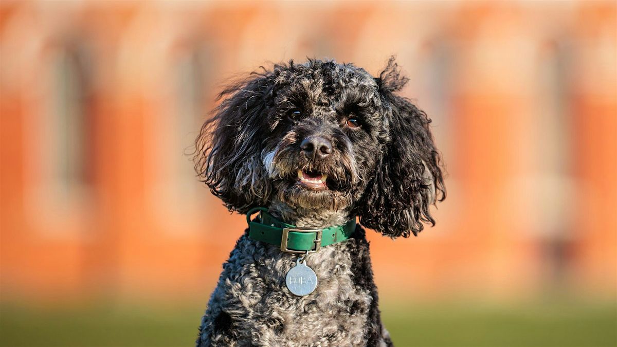 June Dog Photo Walk at Royal Victoria Country Park, 8 June | Event in Southampton | AllEvents