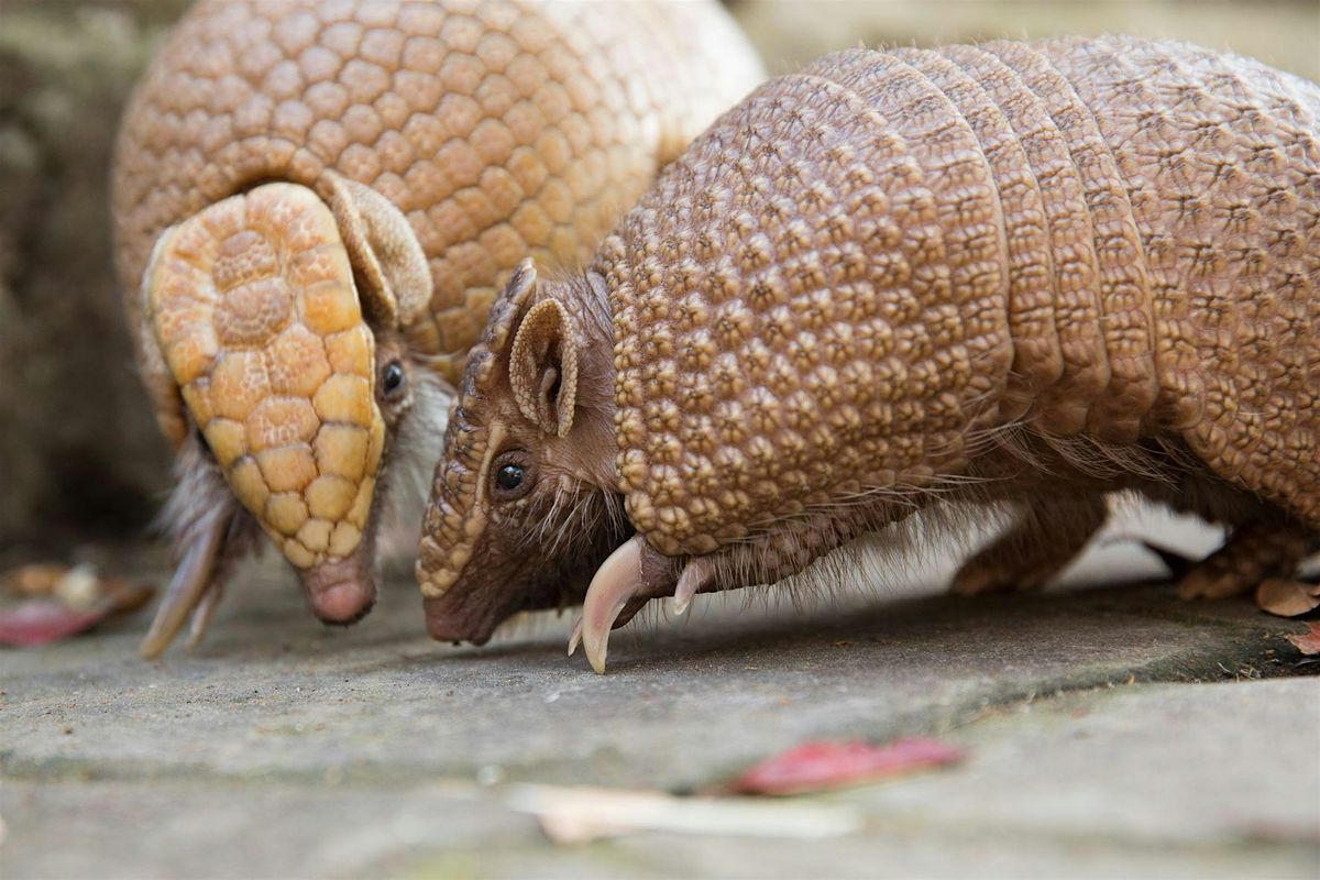 Beauty and the Beasties: Valentines Evening at the Zoo, 14 February | Event in Corstorphine | AllEvents