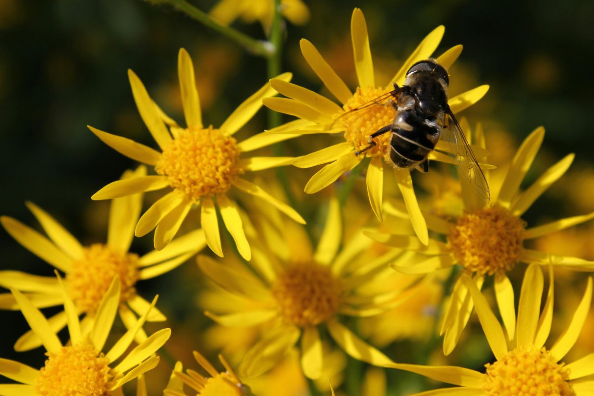 Habitat Advocate: Green Mulch - Using Native Plants as Groundcovers, 7 June | Event in Lancaster | AllEvents