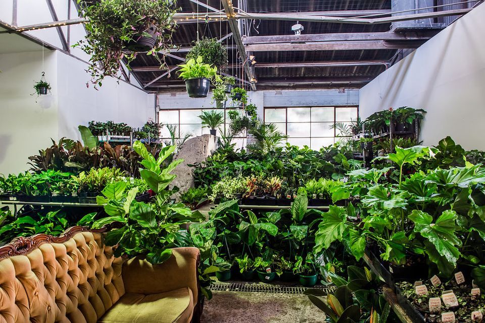 Sydney Huge Indoor Plant Warehouse Sale!, 57 Denison St, Camperdown
