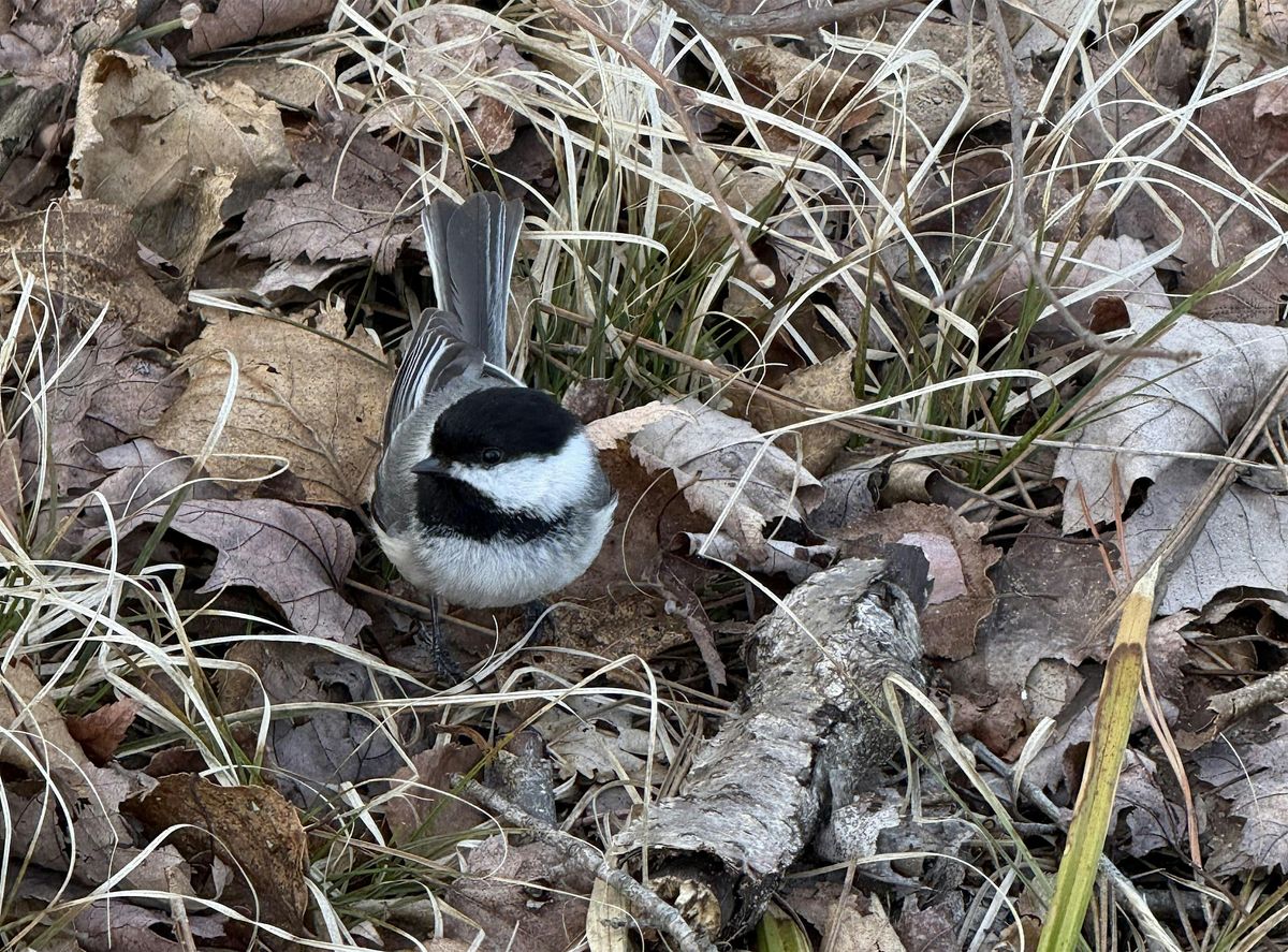 Birding Basics, 2 August | Event in Tomahawk | AllEvents