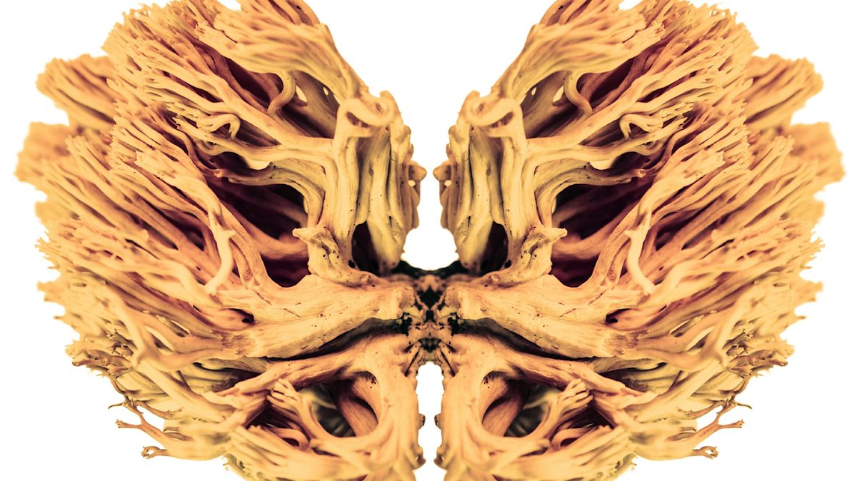 RADIO LSD - Albert Hofmann’s trip, 5 December | Event in Milano | AllEvents