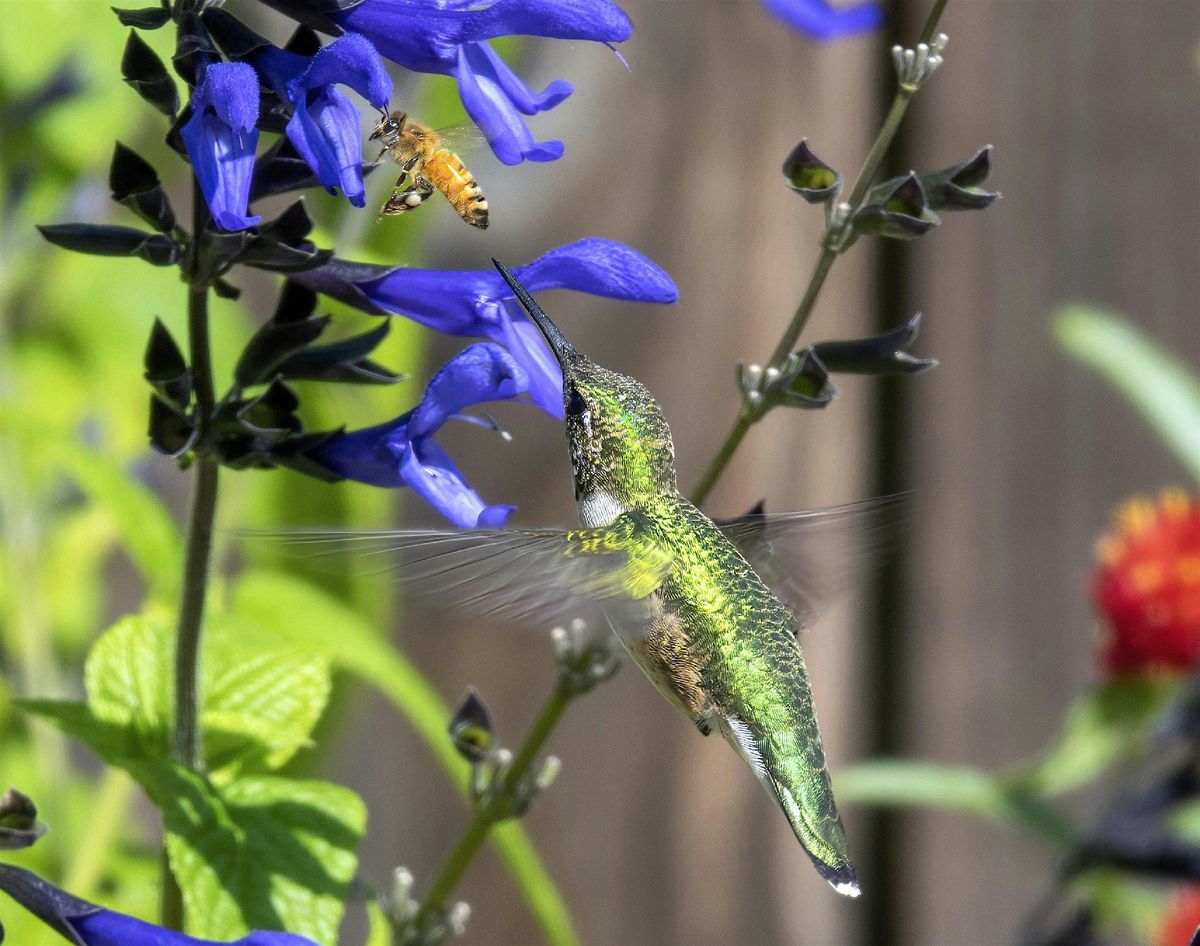 Native Plant Walk, 9 May | Event in Cedar Hill | AllEvents