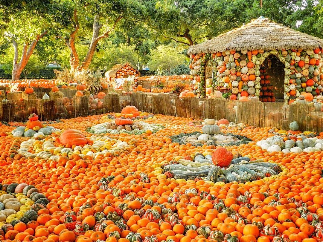 Pumpkin Stroll at the Dallas Arboretum x Plano Stroller Society, 28 October | Event in Dallas | AllEvents