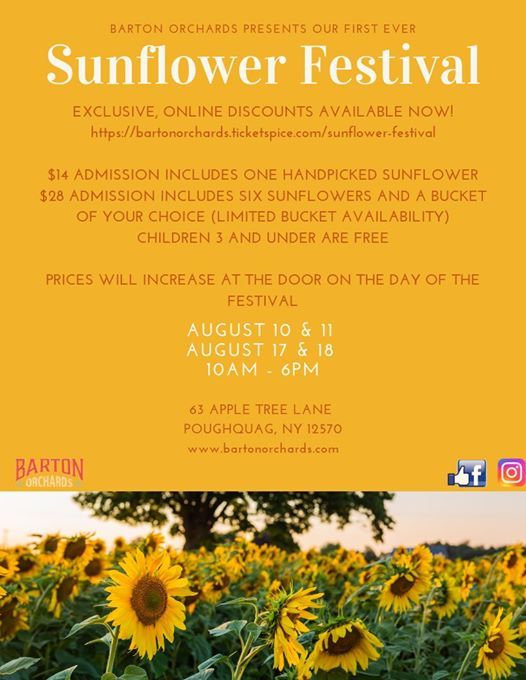 Sunflower Festival At Barton Orchards Poughquag
