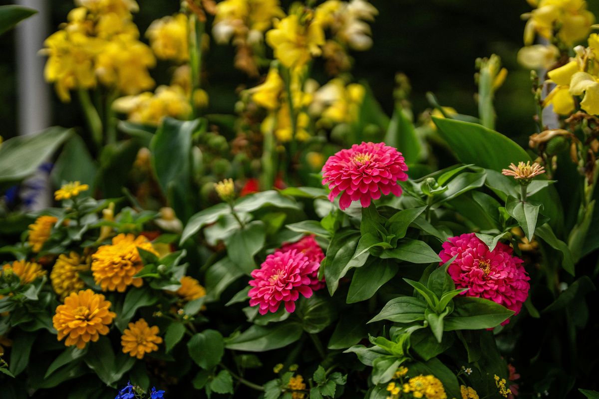 Get to Know Your Pollinators, 15 October | AllEvents
