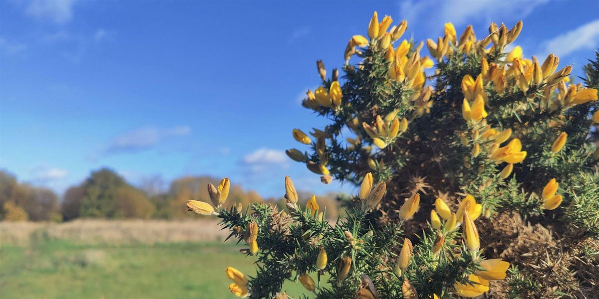 Wanstead Flats & the story of 'Saving the People's Forest' - Guided Walk, 14 December | Event in London