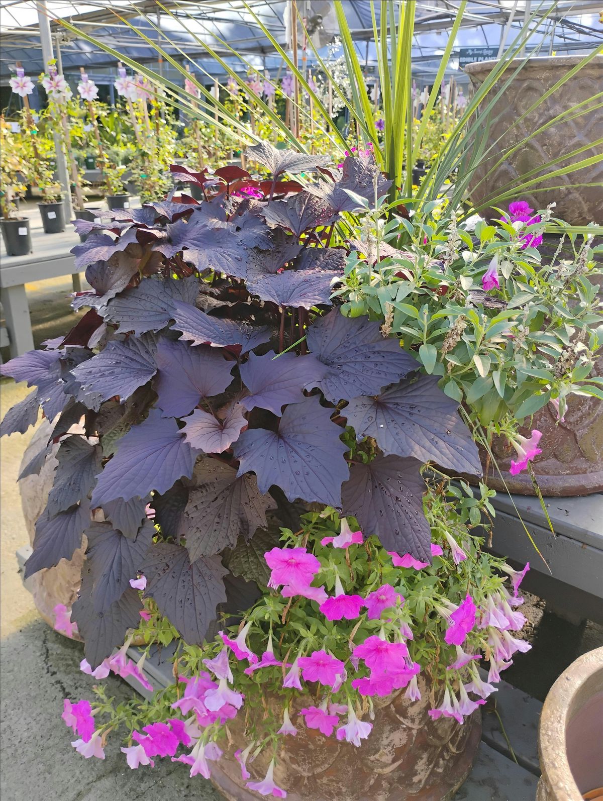 Container Pot Refresh, 23 August | Event in Snellville | AllEvents