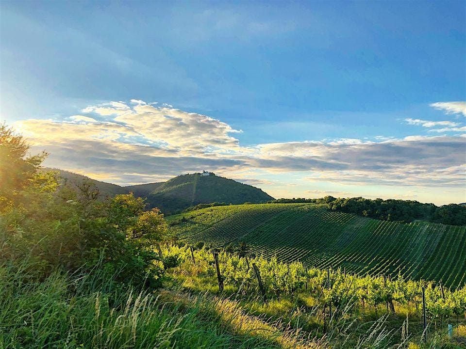 Die DRITTE AlpineFoxes-Weinwanderung 2025, 5 October | Event in Wien | AllEvents