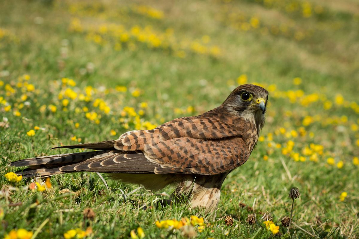 Birds of Prey Identification, 25 November | Event in Sheerness | AllEvents