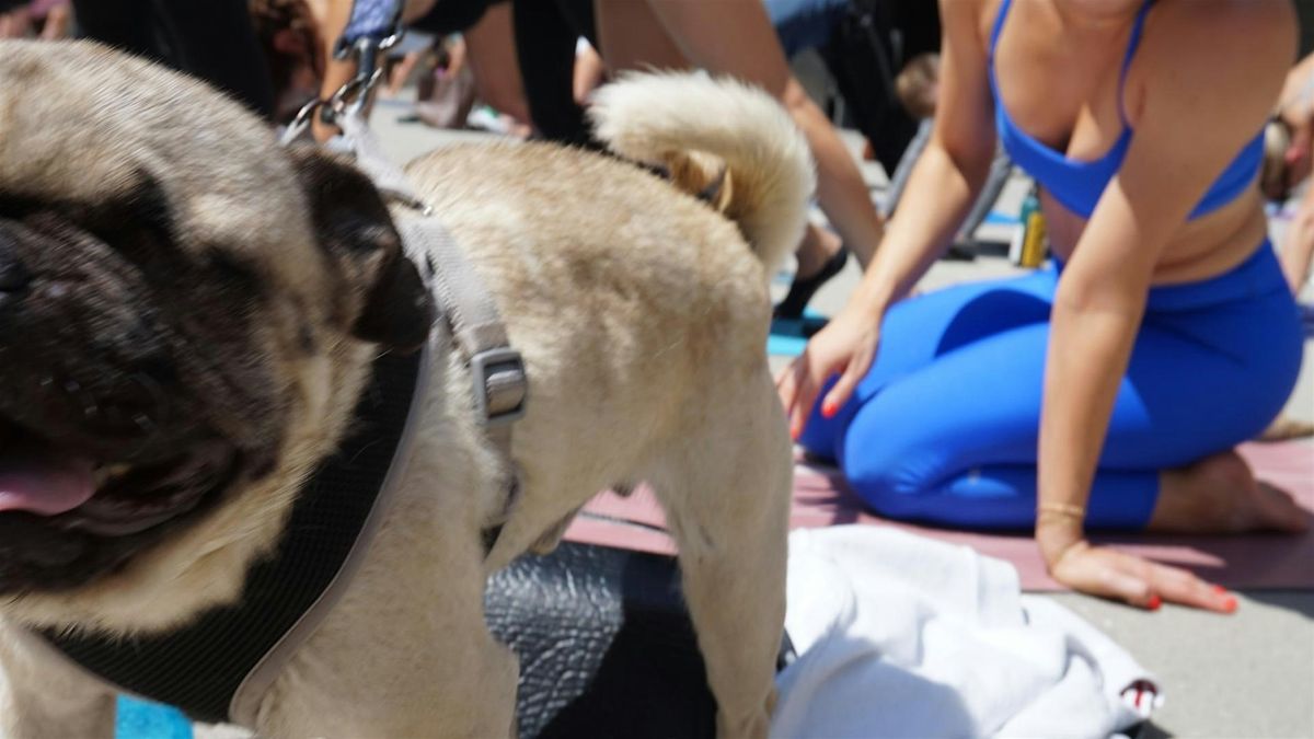 Los Angeles Pug Rescue Shelter Pug Yoga Adoption Event DTLA, Audio