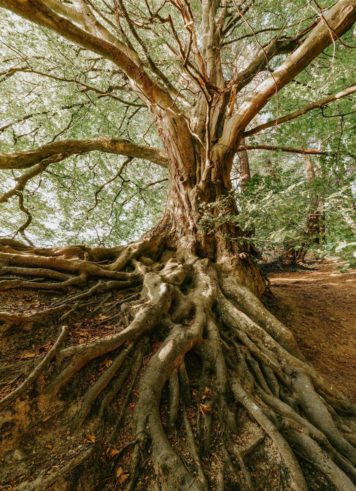 Monthly Aging & Longevity Club - Mobility & Fitness as it relates to Aging | Event in San Francisco