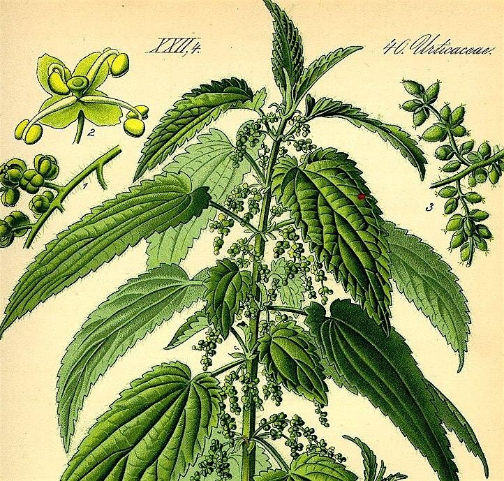 FREE Stinging Nettle Textile workshop, 25 July | Event in Warrington | AllEvents