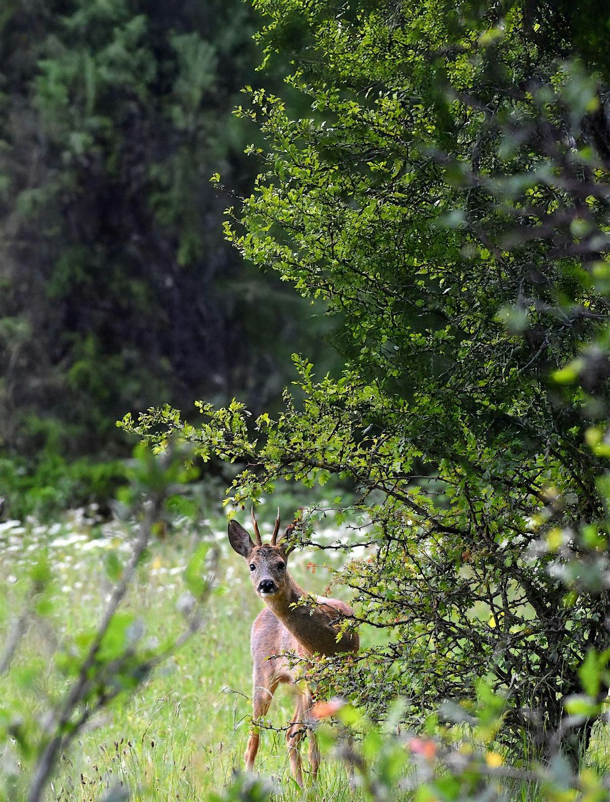 Minimizing Deer Impacts on Forests, 27 September | Event in Claryville | AllEvents