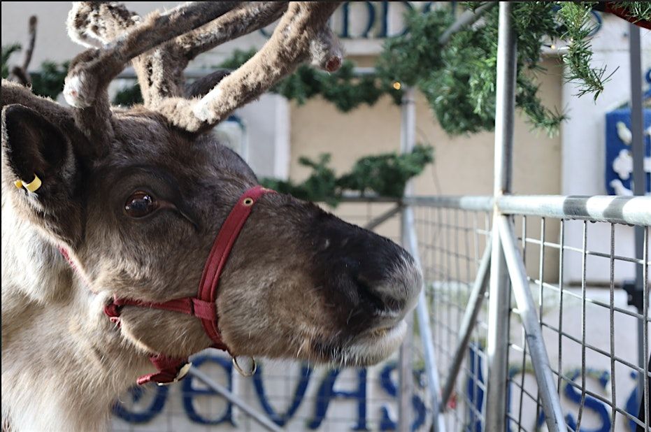 Devas Winter Wonderland with Reindeers | Event in London | AllEvents