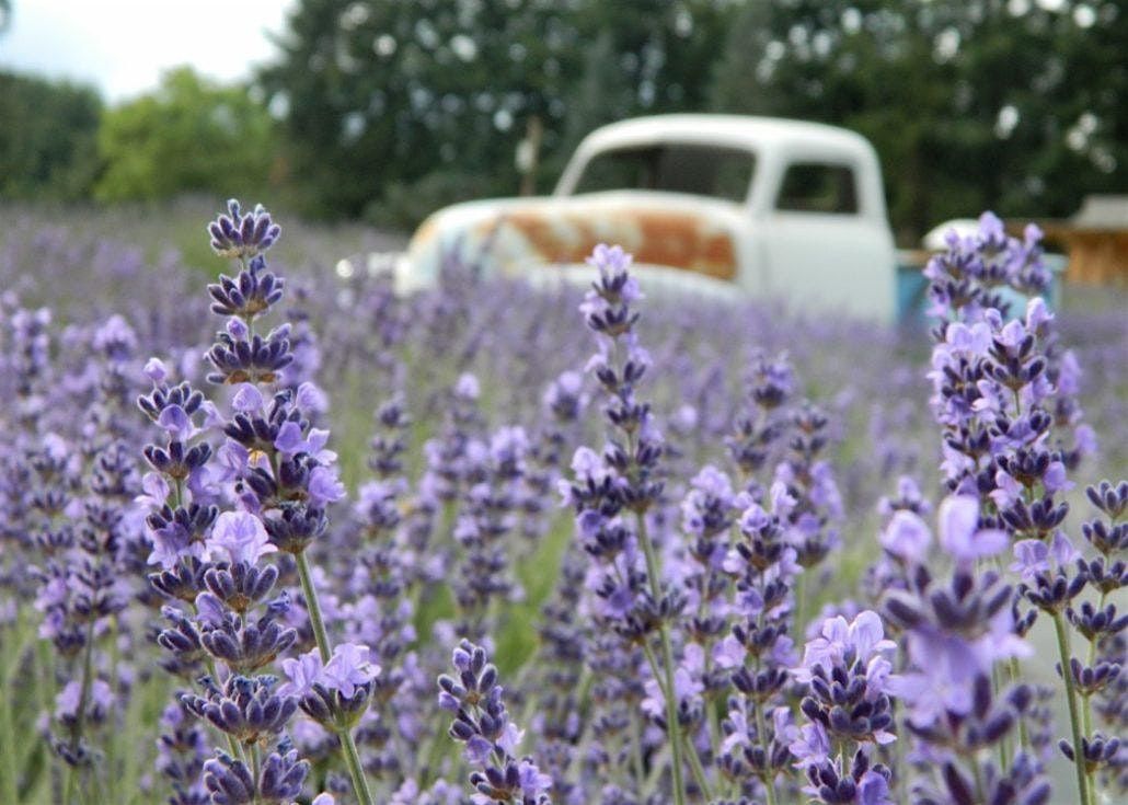 Dinner in the Field at Wayward Winds Lavender Farm, 26 July | Event in Newberg | AllEvents
