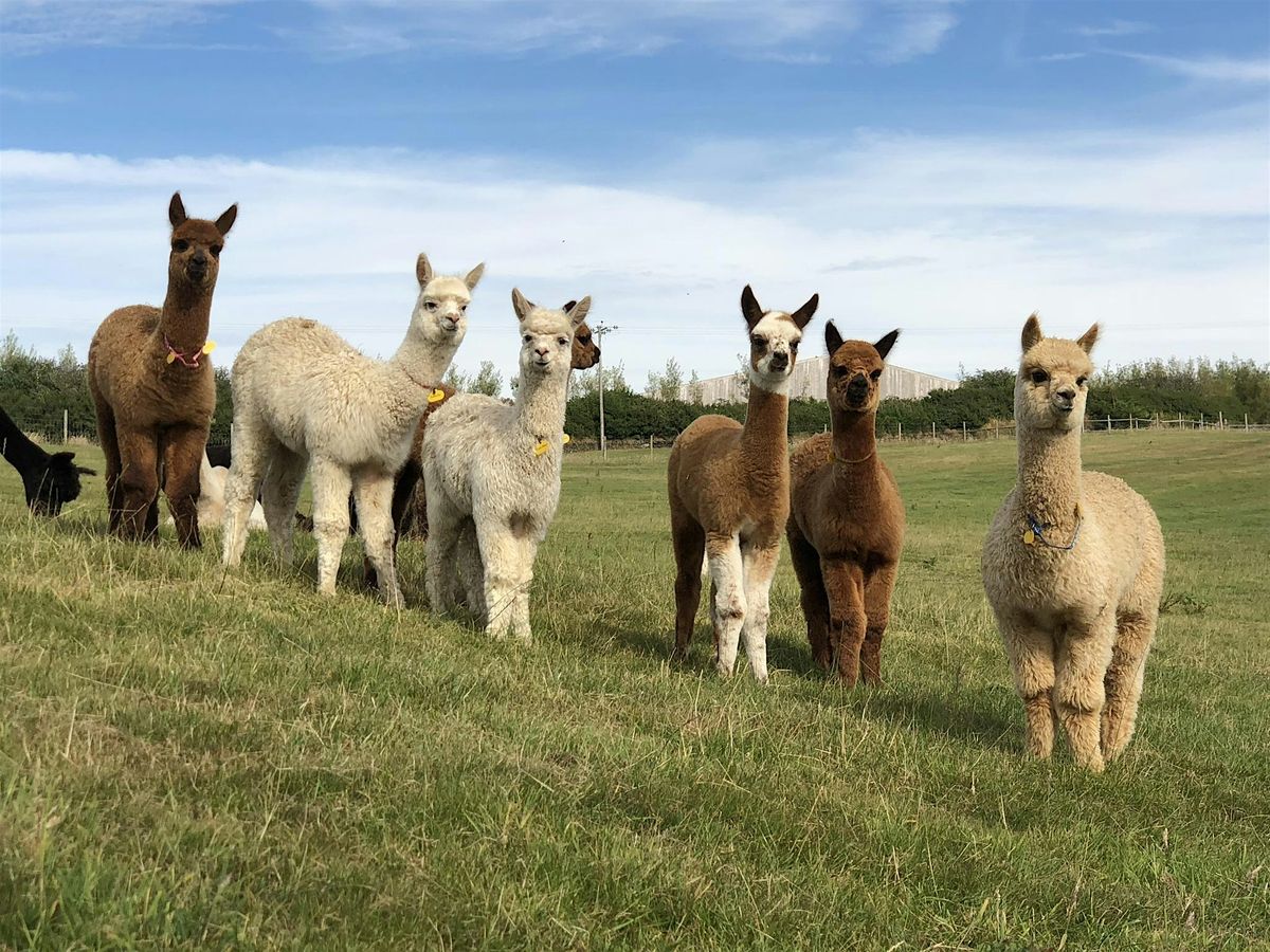 Introduction to Alpacas - Husbandry, Health and Handling, 2 November | Event in Barnstaple | AllEvents