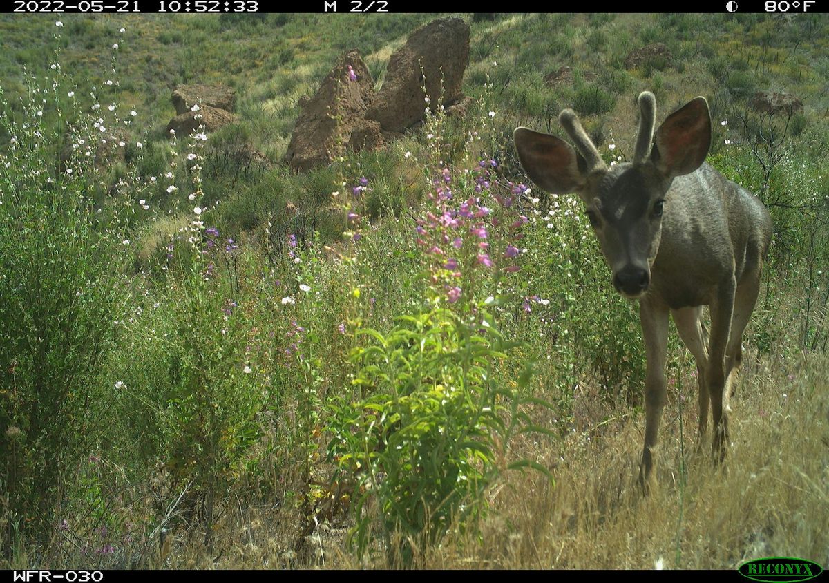Wildlife After the Woolsey Fire: Project Presentation, 22 June | Event in Thousand Oaks | AllEvents