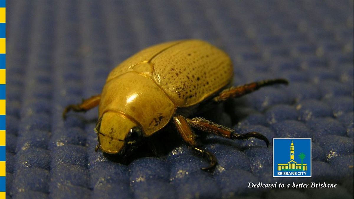 12 Days of Christmas - Christmas Beetle Craft and Learn!, 16 December | Event in Chermside West | AllEvents