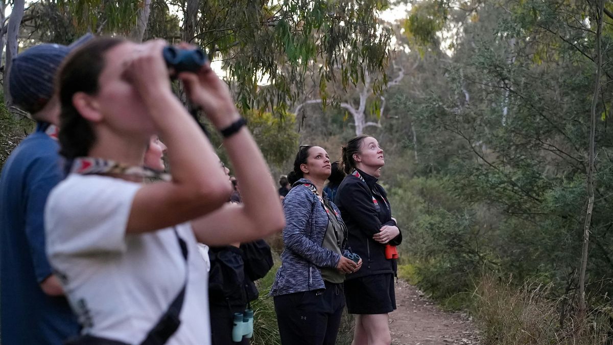 Meet grey-headed flying foxes: a guided walk - evening session, 8 November | Event in Kew | AllEvents