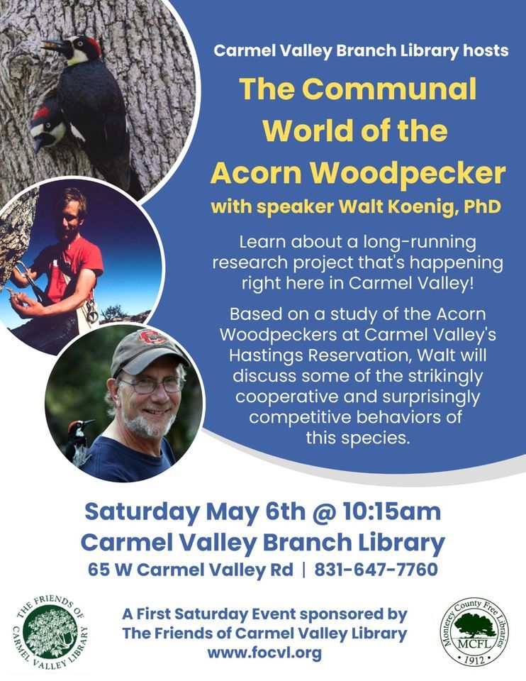 FOCVL First Saturday Event The Communal World of the Acorn Woodpecker