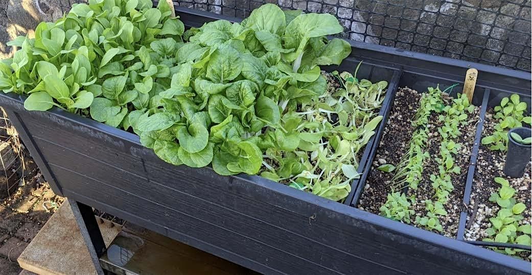 Growing Pak Choy for the Home Garden, 27 August | Event in Pearl City | AllEvents