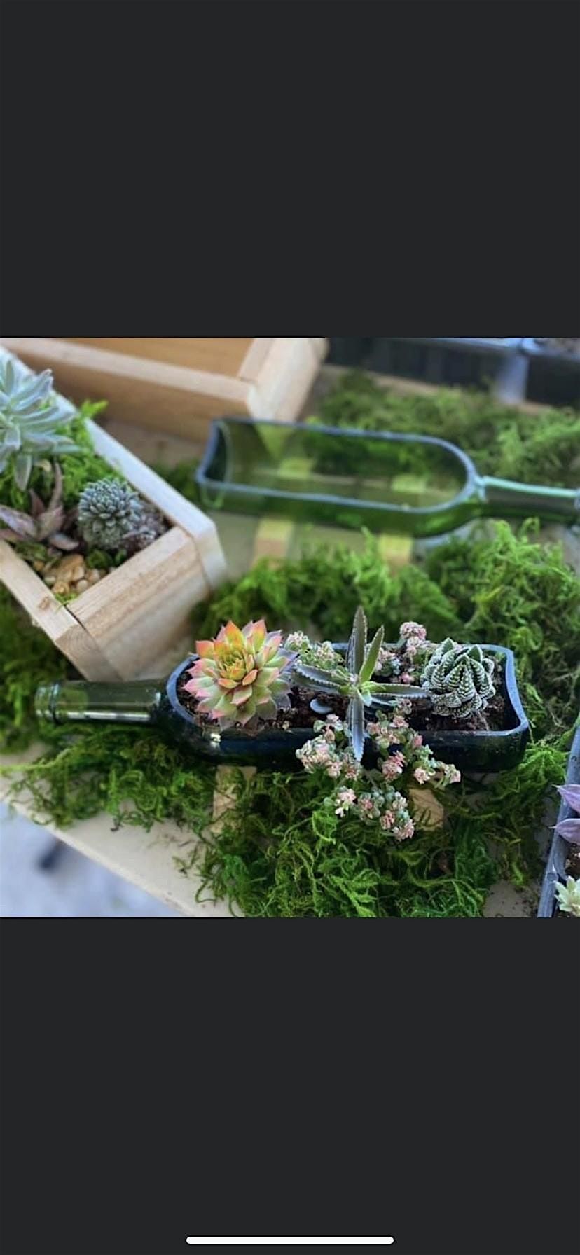 Plant and Sip at Luna Outdoor Bar & Grill, 17 June | Event in Vineland | AllEvents