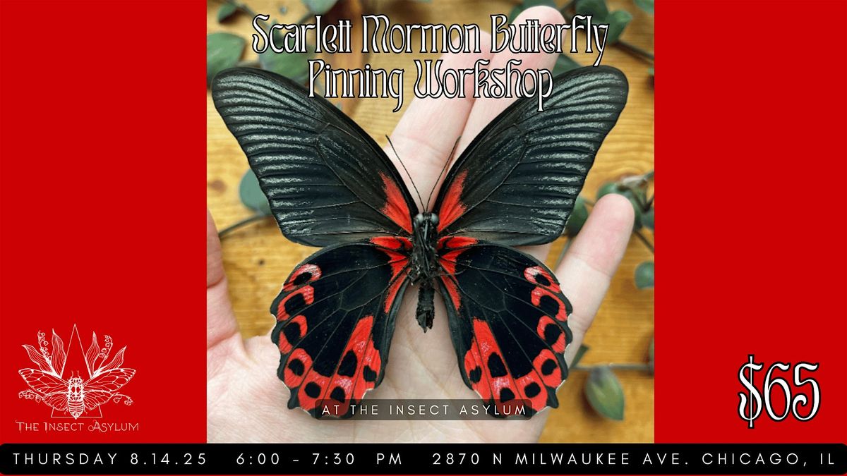 Scarlet Mormon Butterfly Pinning Workshop, 14 August | Event in chicago | AllEvents