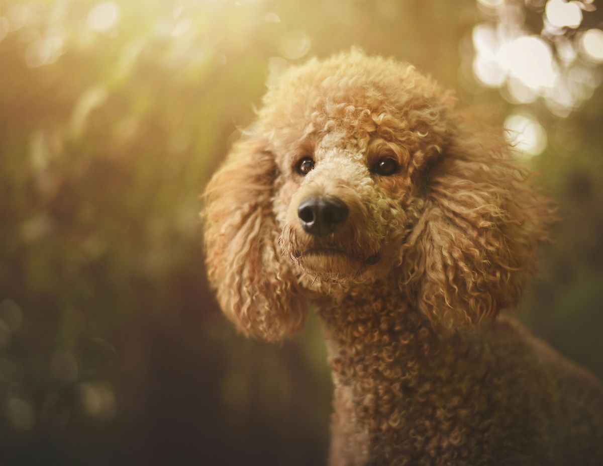 Pet Evolution Shoreline – 1-Year Anniversary Celebration! | Event in Shoreline | AllEvents