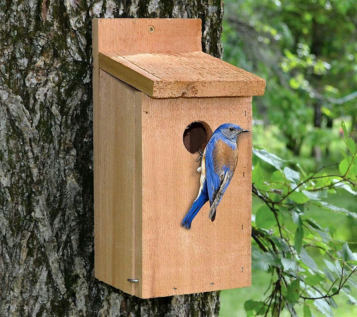 Bluebird House Workshop, 11 August | Event in Warrington | AllEvents