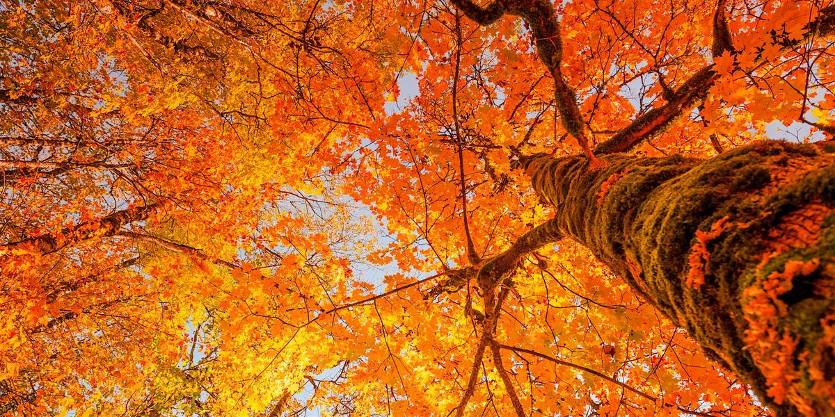 Fall Foliage Walk, 25 October | Event in Lewiston | AllEvents