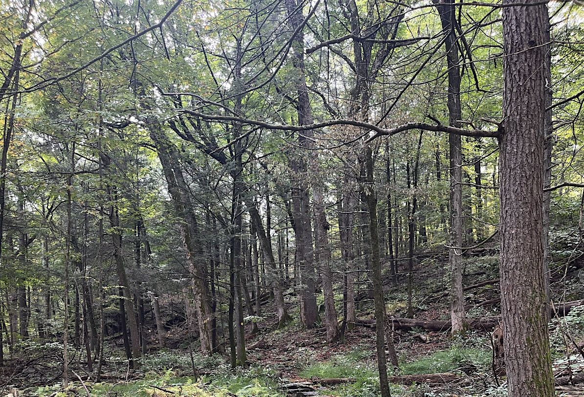 New Volunteer Meet Up, 13 September | Event in Saugerties | AllEvents