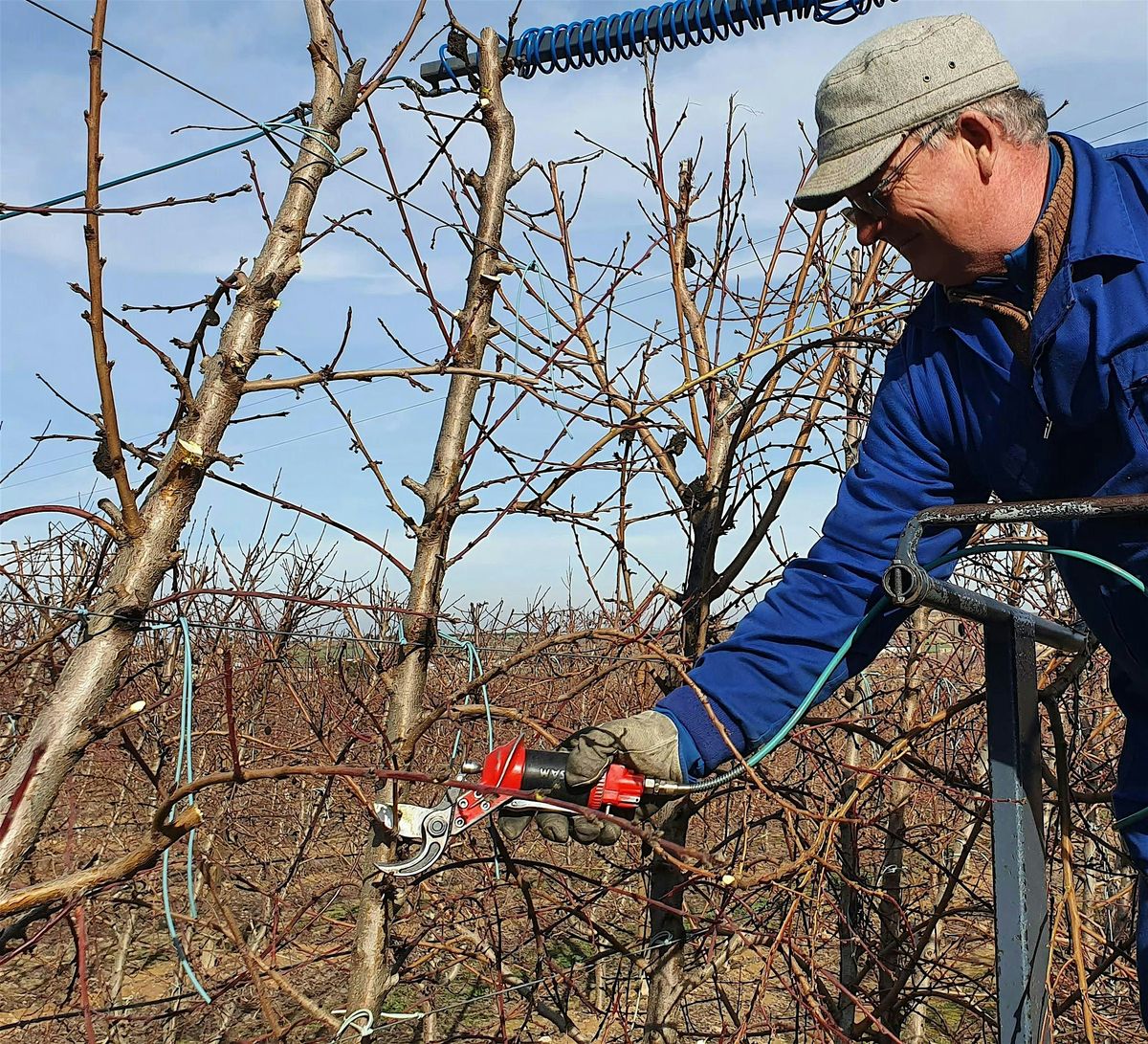 CONDUCCIÓN Y PODA EN MELOCOTONERO EN FORMAS PLANAS/PLANTACIONES INTENSIVAS, 2 December | Event in Alcarràs