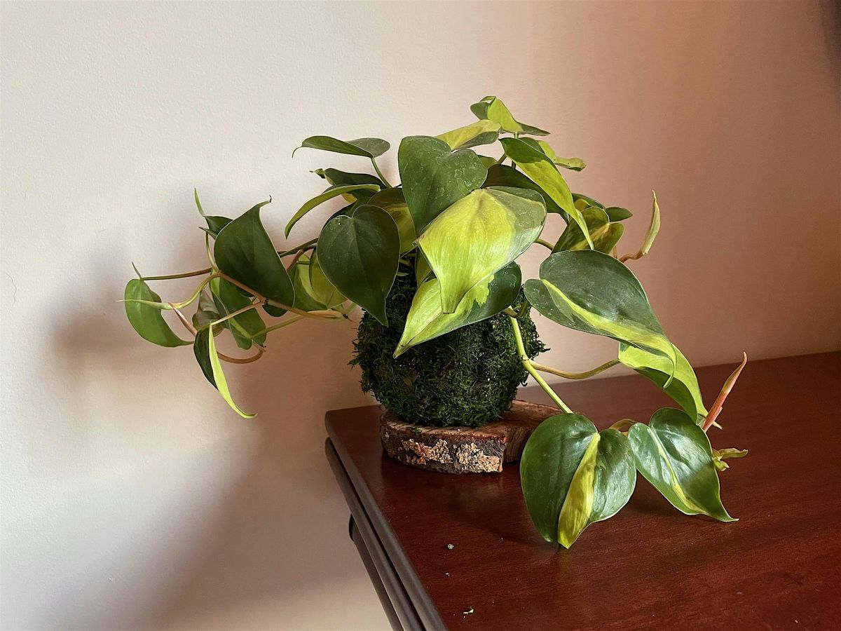 Kokedama Workshop at Botanical Fare, 11 December | Event in Charlottesville | AllEvents