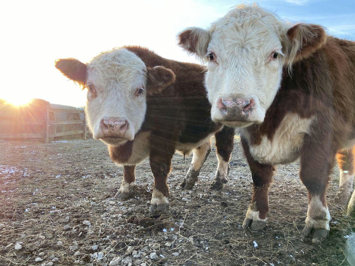 Open Barn Event & Sanctuary Tour, 27 September | Event in Edinburgh | AllEvents