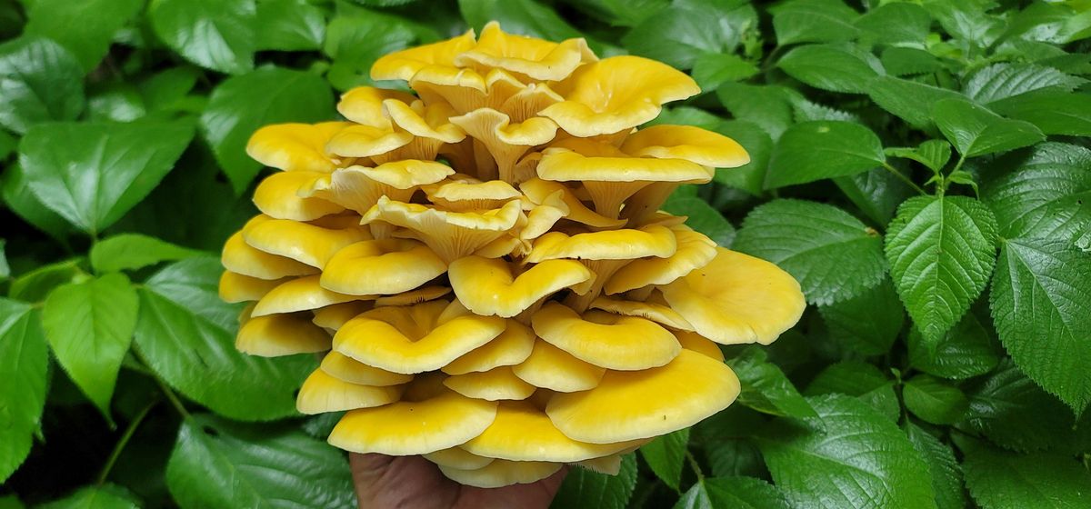 Evanston: Eat the Parks Foraging Walk: Dawes Park, 28 June | Event in Evanston | AllEvents