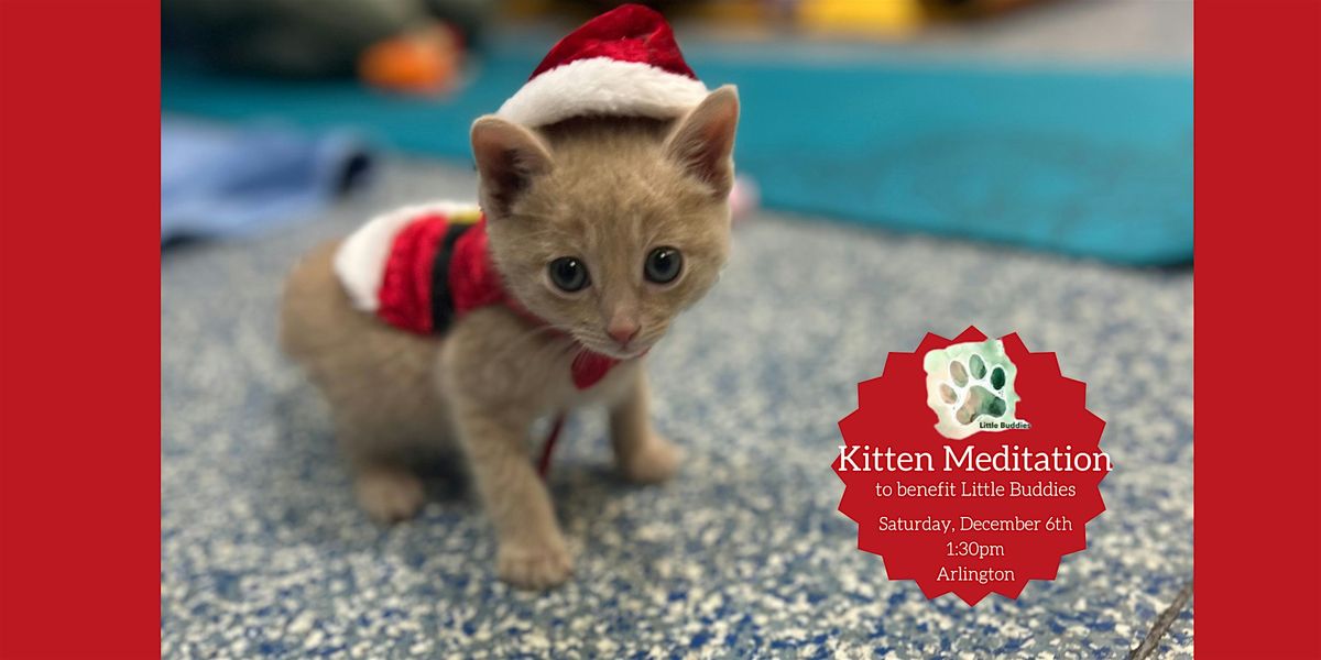 Kitten Meditation to Benefit Little Buddies Adoption + Humane Society, 6 December | Event in Arlington | AllEvents