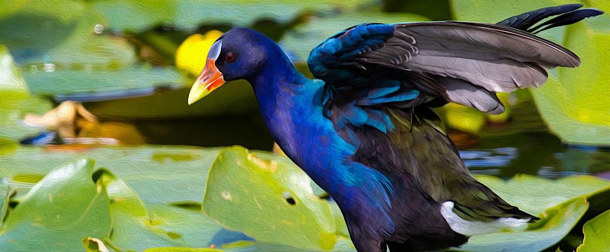 FIELD TRIP: Circle B Bar Reserve, 2 December | Event in Vero Beach | AllEvents