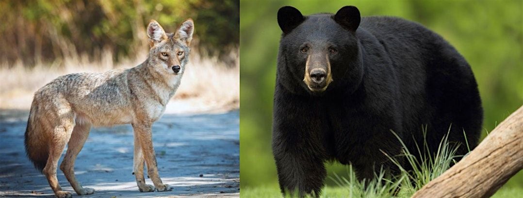 Coyotes & Bears, Oh My!, 16 August | Event in Pleasantville | AllEvents