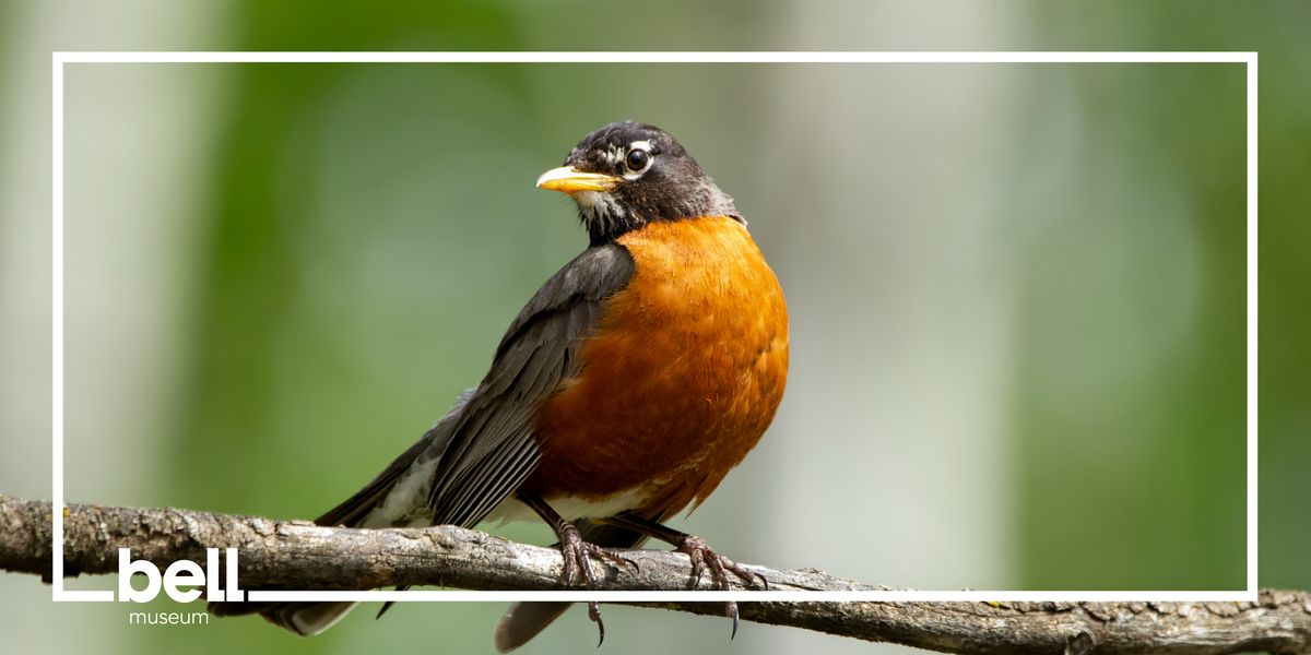 Guided Birding Walk with MOU, 19 July | Event in Saint Paul | AllEvents