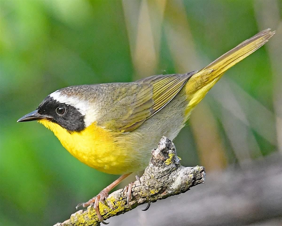 August Fall Migration Bird Walk, 2 August | Event in Chesterton | AllEvents