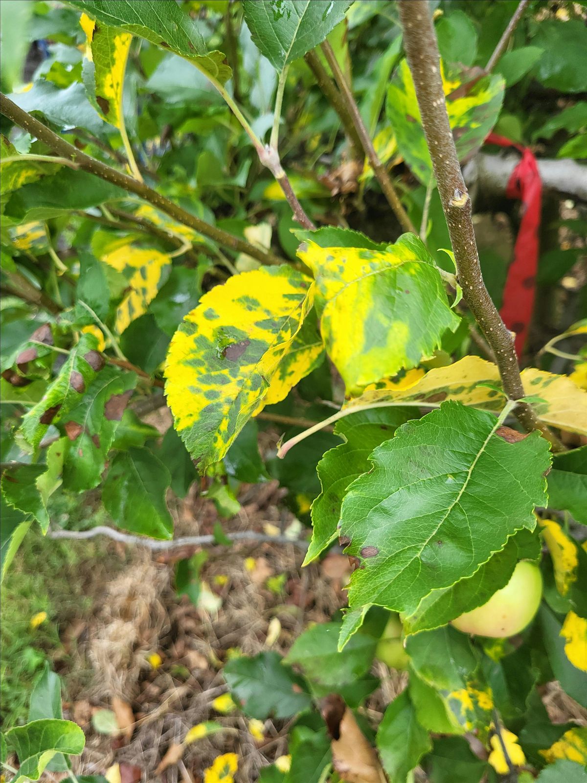 How To Diagnose Insects and Diseases In The Garden, 28 January | Event in Murphy | AllEvents