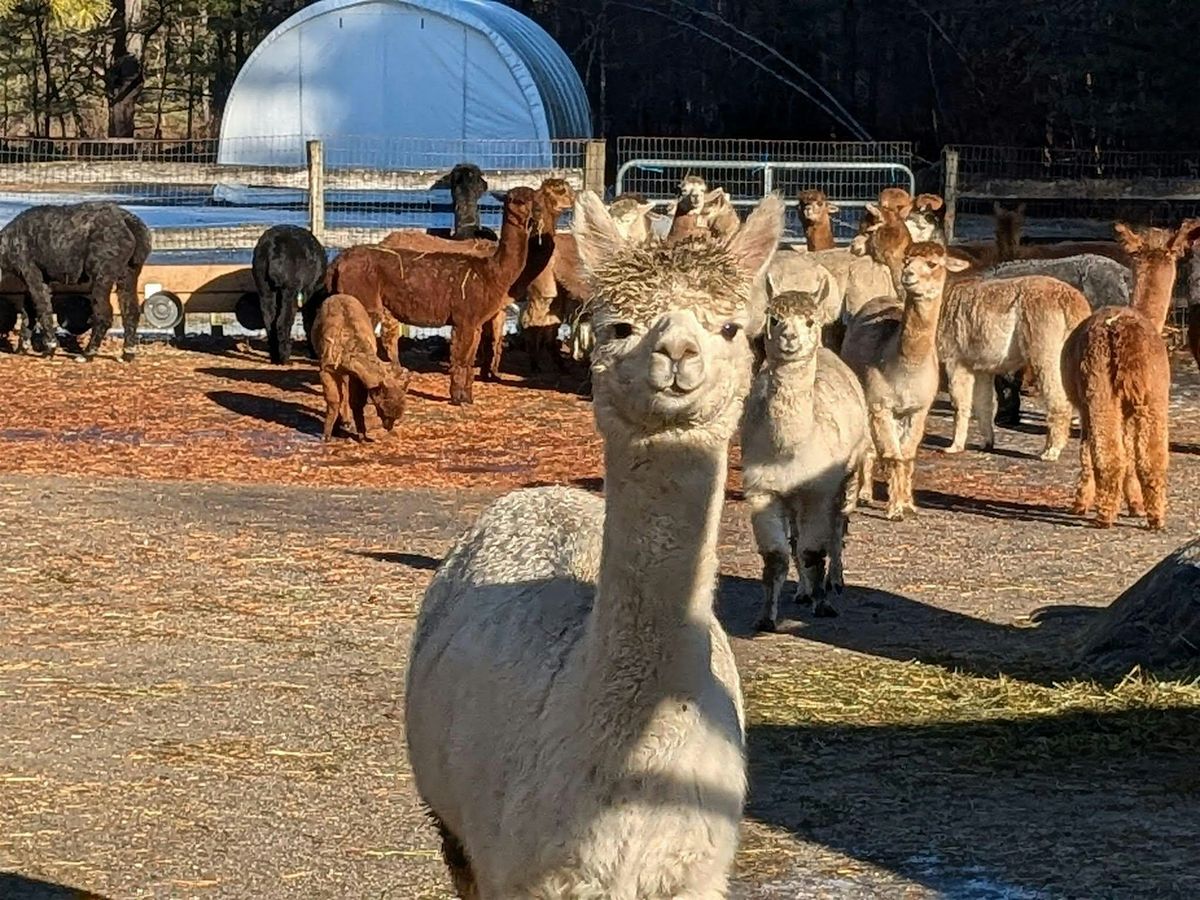 Networking Open House at Harvard Alpaca Ranch, 9 July | Event in Harvard | AllEvents